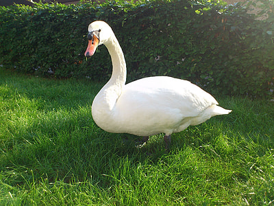 mute swan near bushes thumbnail