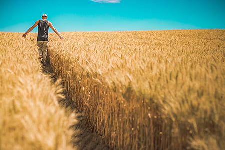 man standing on wheat field thumbnail