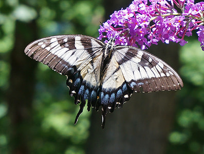 Tiger Swallowtail, Butterfly Bush thumbnail