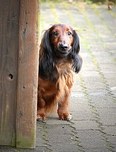 long-coated brown dog near wooden wall thumbnail