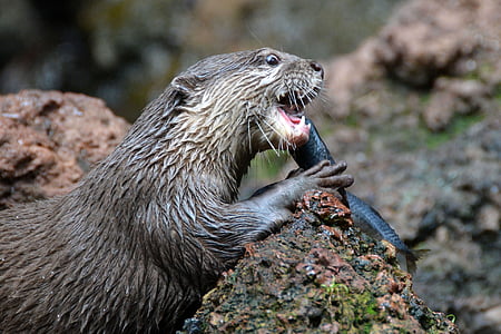 wildlife photography of Otter eating fish thumbnail