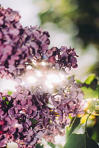 selective photography of purple petaled flower thumbnail