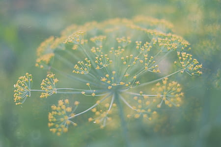 yellow petaled flower close-up photography thumbnail