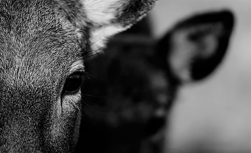 bokeh shot of black and white cow thumbnail