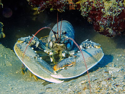 lobster on body of water thumbnail