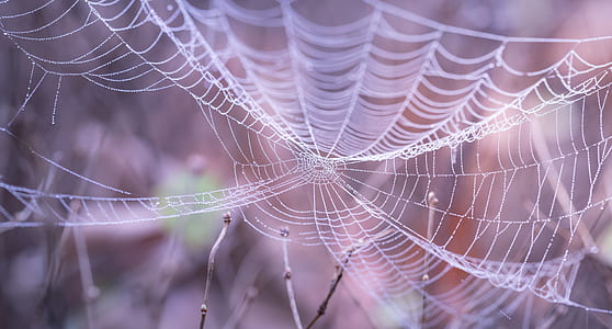 White Spider Web in the Forest during Faytime thumbnail