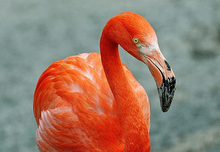 orange flamingo in selective focus thumbnail
