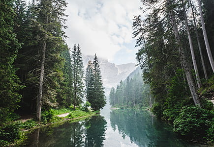 river between tall green trees during daytime thumbnail