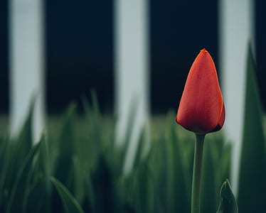 selective focus photograph of red tulip thumbnail