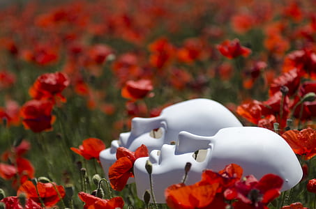 two white porcelain masks on red poppy flower field thumbnail