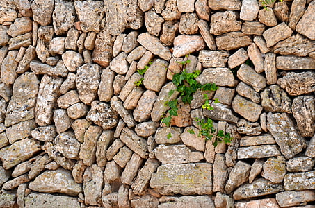 green plant thumbnail