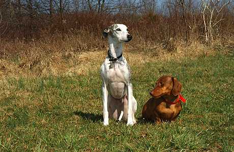 white and gray whippet beside brown dachshund on green grass thumbnail