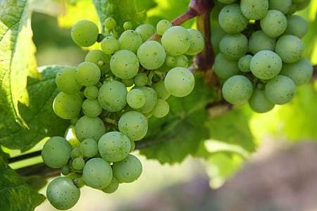 shallow focus of green fruits thumbnail