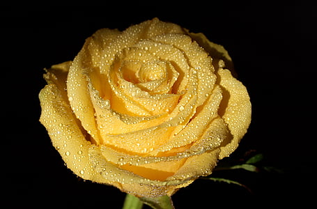 close-up photo of yellow rose flower thumbnail