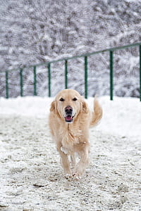 tan dog running in winter thumbnail