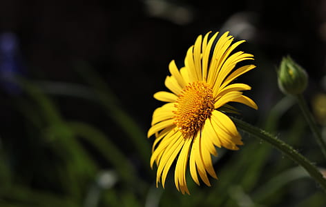 selective focus photography of yellow daisy in bloom thumbnail
