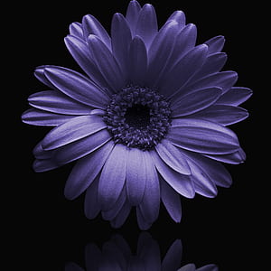 grayscale photo of daisy in bloom thumbnail