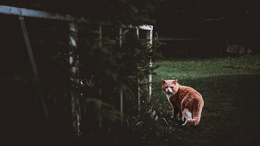 selective focus photography of orange cat near fence thumbnail