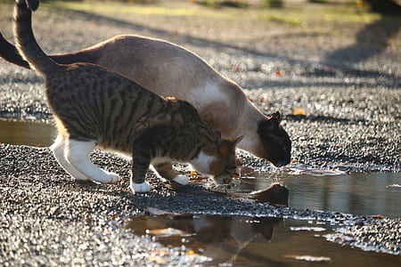 selective focus photography of two tabby cat and Siamese cat beside body of water thumbnail