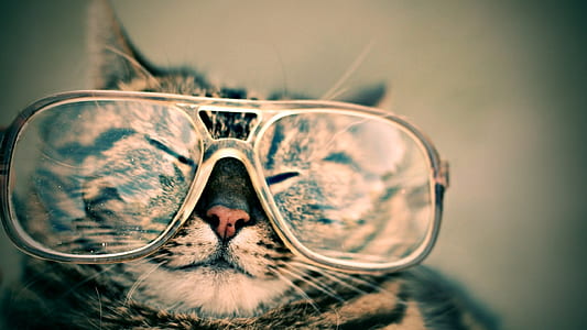silver tabby cat wearing eyeglasses selected photography thumbnail