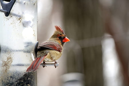 red and brown cardinal bird thumbnail