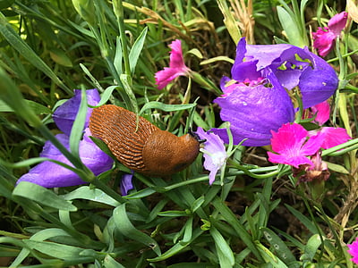 snail on dianthus flowers at daytime thumbnail
