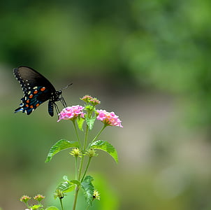 macro photography of buttery pollinating pink flowers thumbnail
