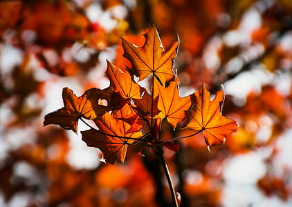 Orange and Brown Leaf thumbnail