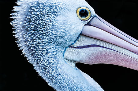 macro photography of white bird thumbnail