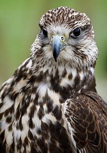 closeup photo of eagle thumbnail