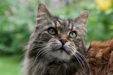 grey tabby cat close-up photo thumbnail