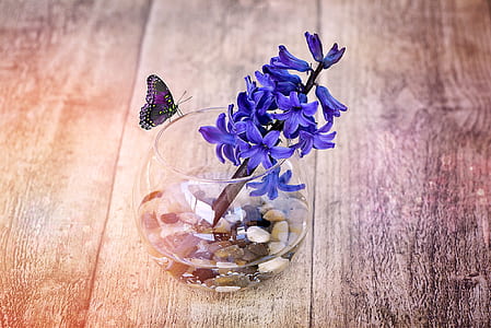 purple hyacinth flowers in clear glass fishbowl on brown wooden surface thumbnail