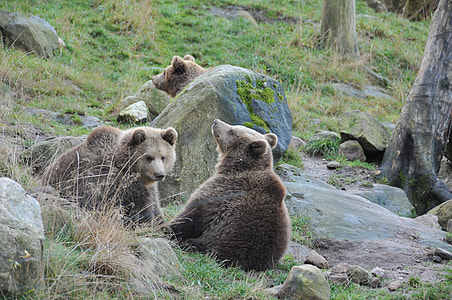 two brown bears thumbnail