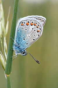 silver-studded butterfly thumbnail