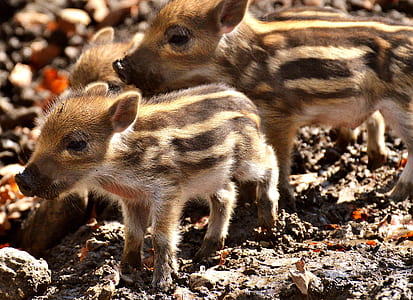 white and brown boars thumbnail