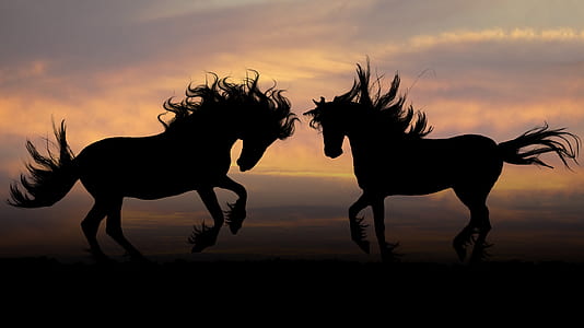 silhouette photography of two horse during sunset thumbnail