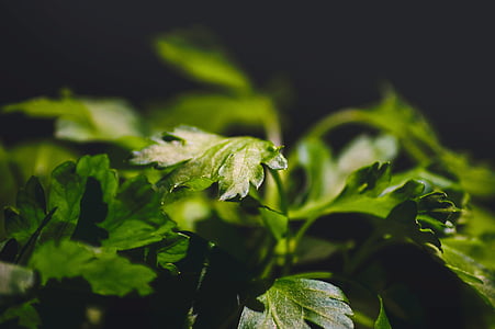 selective focus photo of green plant thumbnail