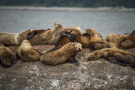 group of sea cows lying on rock thumbnail