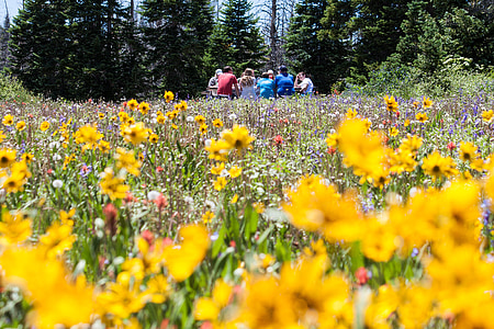group of people sitting in the middle of forest with yellow black-eyed Susan flowers thumbnail
