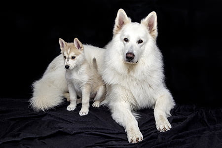 adult Indian spitz thumbnail