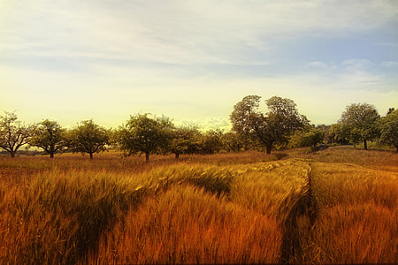 landscape photo of grass field with green trees thumbnail
