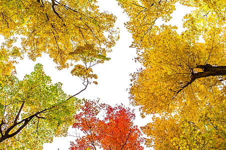 yellow, red, and green trees under white sky thumbnail