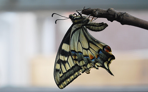 Eastern tiger swallowtail butterfly perched on tree branch thumbnail