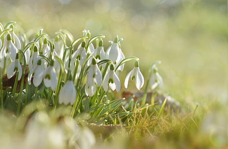 shallow focus photo of white petaled flowers thumbnail