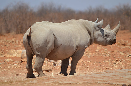 grey Rhinoceros stand near grass at daytime thumbnail