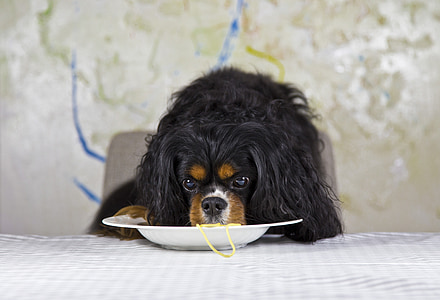 Cavalier King Charles spaniel eating on plate thumbnail