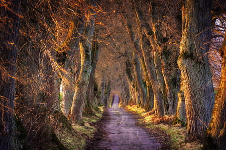 pavement between trees at daytime thumbnail