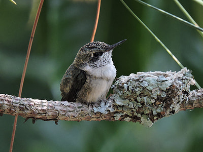 brown hummingbird perching on tree branch thumbnail