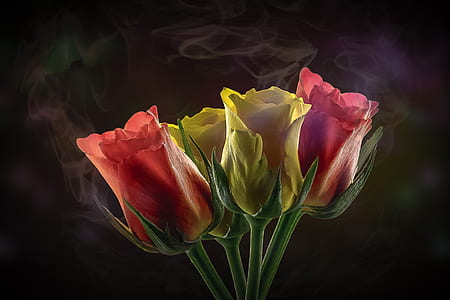 close-up photo of pink and yellow rose flower thumbnail