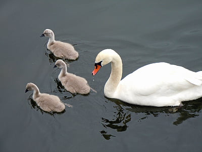 ducks on body of water thumbnail